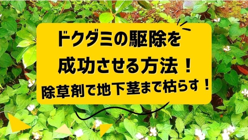 ドクダミの駆除を成功させる方法！除草剤で地下茎まで枯らす！