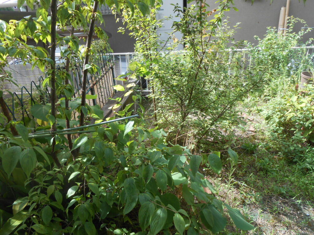 どこからともなく種が運ばれ勝手に生えてきた植木