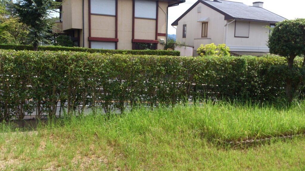風当たりが強く落ち葉の掃除が大変だった裏庭の生垣