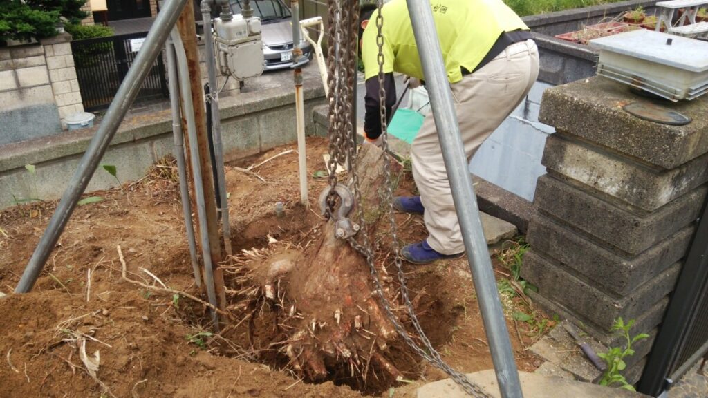 シロアリ対策のため重機を使ってしぶとい松の根を引き抜く抜根作業