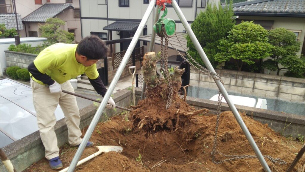 ワンちゃんのケガを防ぐため木の根っこを綺麗に取り除いた状態