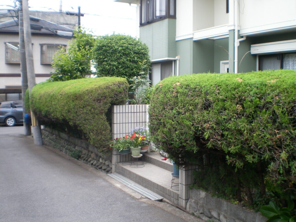見通しの悪いカイズカイブキの生垣