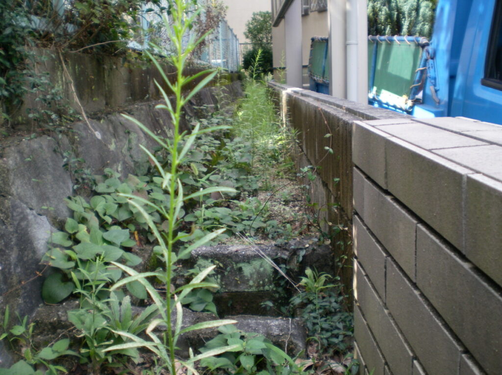 地中40cmまで根を張っているドクダミ