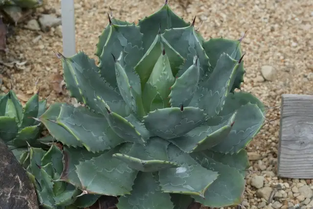 ロックガーデンにおすすめの植物20選｜おしゃれな種類の選び方や植栽