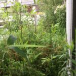 庭の笹対策で有効な方法！除草剤を使わない笹対策とは？