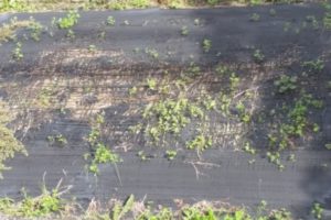 防草シートって水はけできるの 排水性を良くする3つの方法 防草シートって水はけできるの 排水性を良くする3つの方法