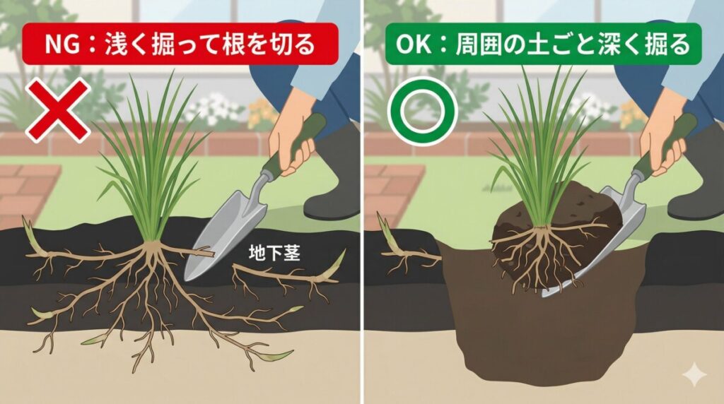 チガヤの地下茎を掘り取る際、株元だけを掘って根を切ってしまうNG例と、周囲の土ごと深く大きく掘り起こすOK例の比較