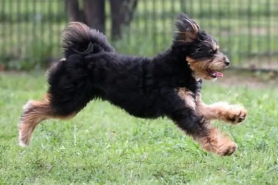 ドッグランで防草シートの上に敷くと良い物5選