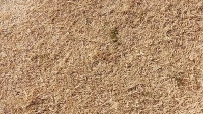 クラピアが枯れる3つの原因！冬枯れも解説！