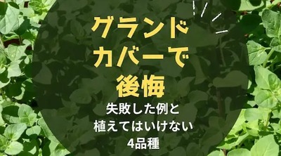 【グランドカバーで後悔】失敗した例と植えてはいけない4品種