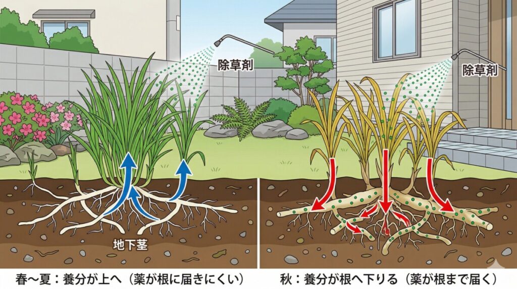 春は養分が上へ向かうため根まで薬が届きにくく、秋は養分が根へ下りるため除草剤が地下茎までしっかり届くメカニズムを表した図解