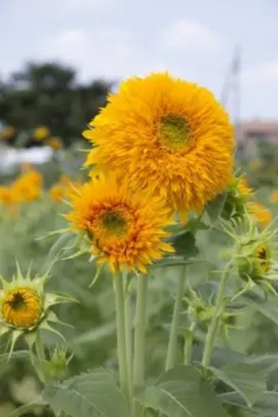 ひまわりの種類。大きい花から、小さい花まで。育てやすい9品種