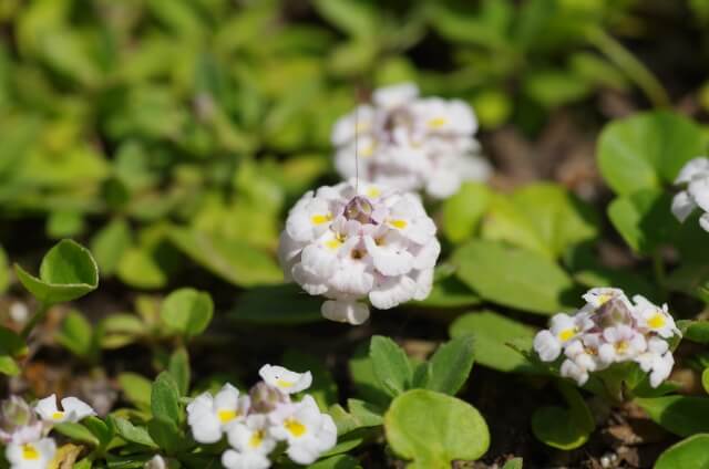 グランドカバー 常緑で踏みつけに強い6つの植物とは