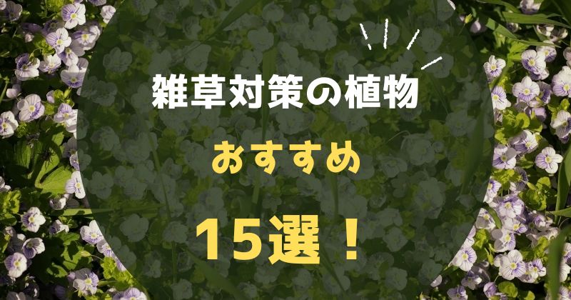 雑草対策の植物おすすめグランドカバー15選｜植えてはいけない品種も解説