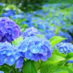 紫陽花の品種