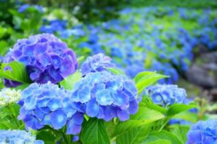 紫陽花の人気の品種８選。その特徴と人気の理由とは？