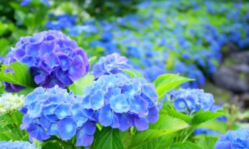 紫陽花の品種