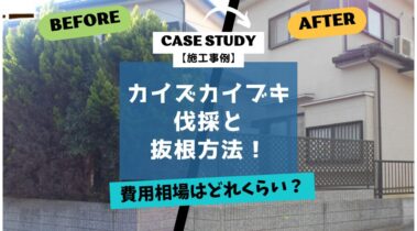 カイズカイブキの伐採と抜根方法！費用相場はどれくらい？【事例】