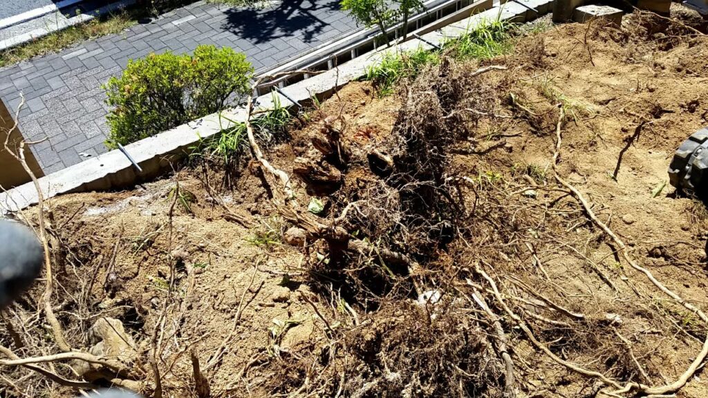 掘り起こした庭木の根。根の量が分かる施工中の写真