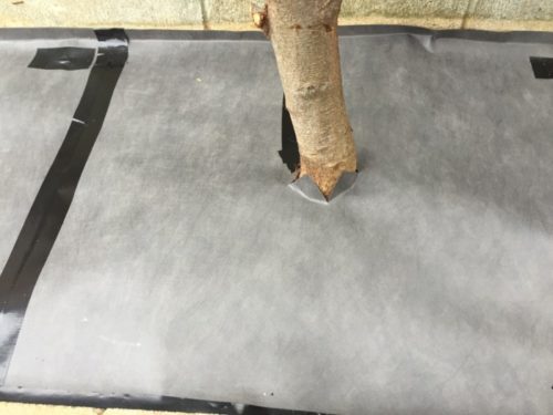 幹回りまで防草シートを貼る