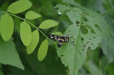 庭に虫を寄せ付けない3つの対策