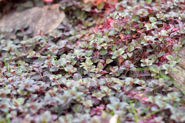 グランドカバー 常緑で踏みつけに強い6つの植物とは