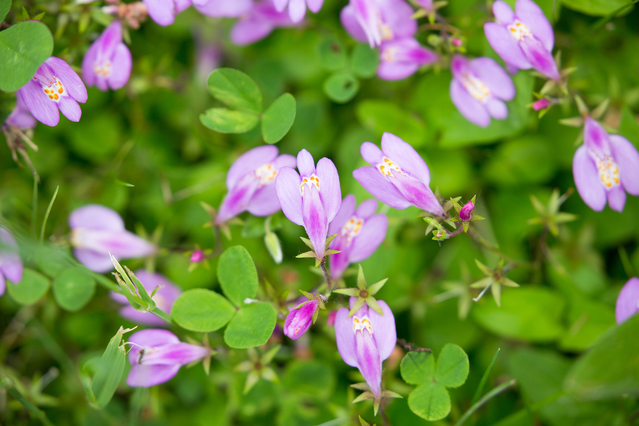 グランドカバー 常緑で踏みつけに強い6つの植物とは