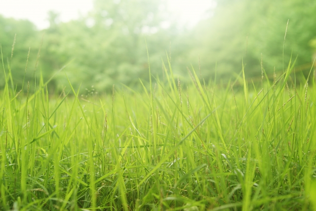 庭の雑草対策に芝生は効果的 芝生に雑草が生えにくくする3つの対策