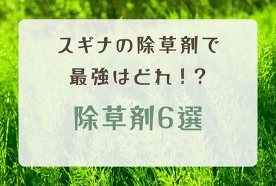 スギナの除草剤で最強なのはどれ！？雑草を徹底駆除する除草剤6選