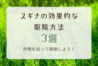 スギナの効果的な駆除方法3選？対策を知って根絶しよう！