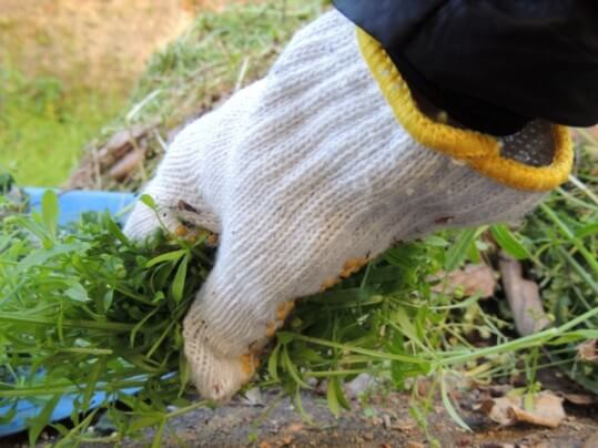 庭の雑草の種類を知って効果的に雑草対策をする方法