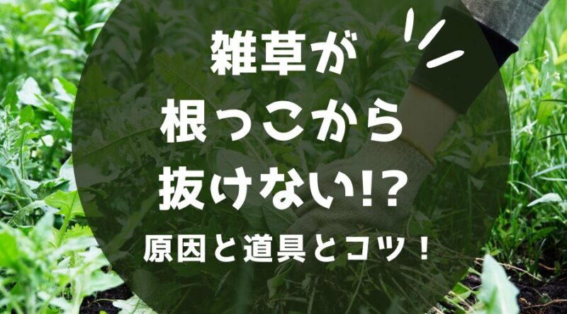 雑草が根っこから抜けない？その原因と頑固な雑草を駆除する道具とコツ！
